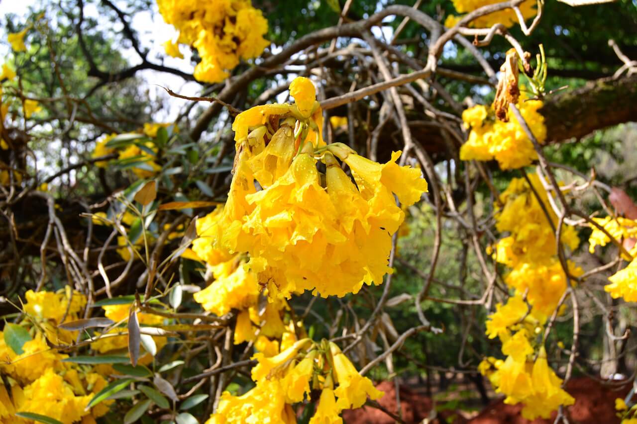 asia travel tips - some pretty yellow flowers in a park in Bangalore