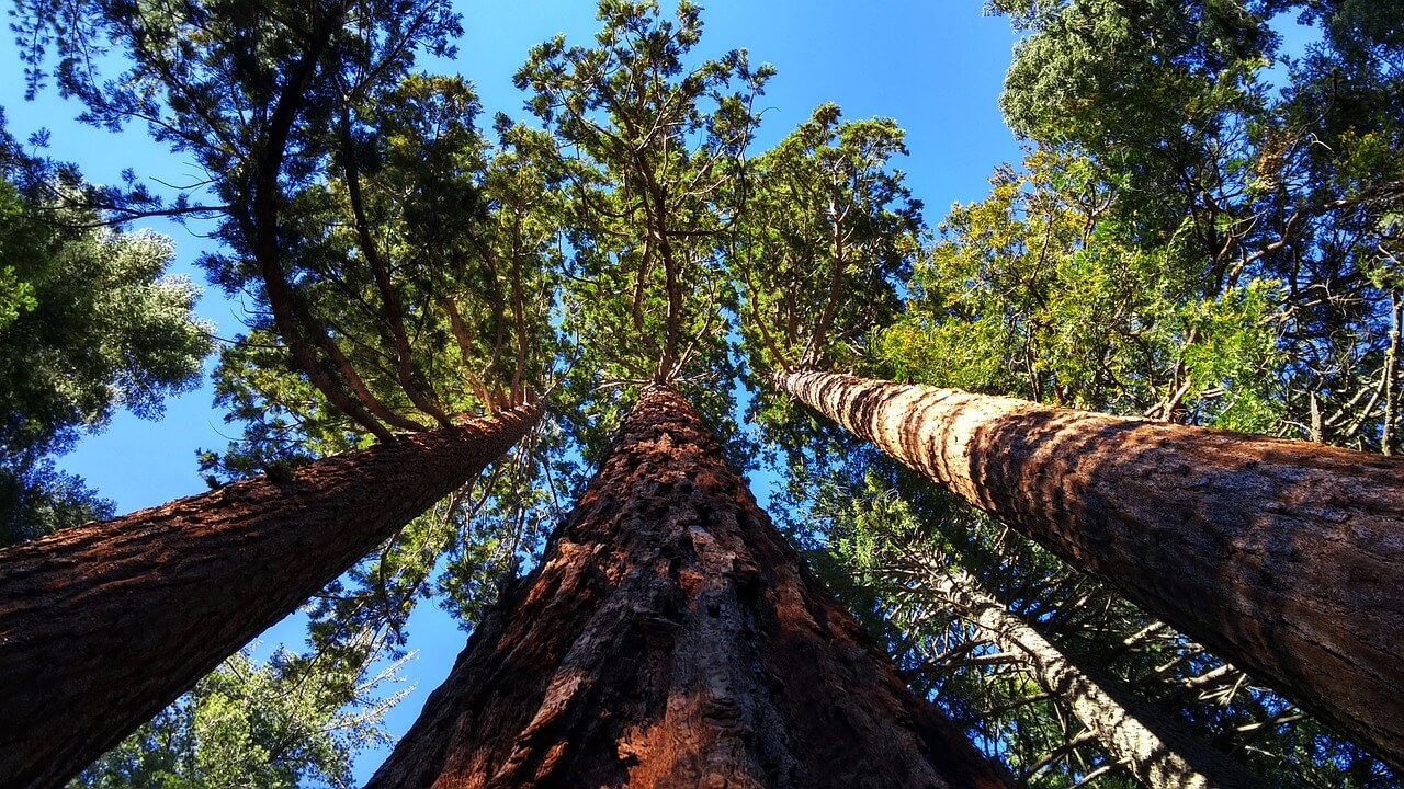 giant sequoia grove near auburn 804575 1280