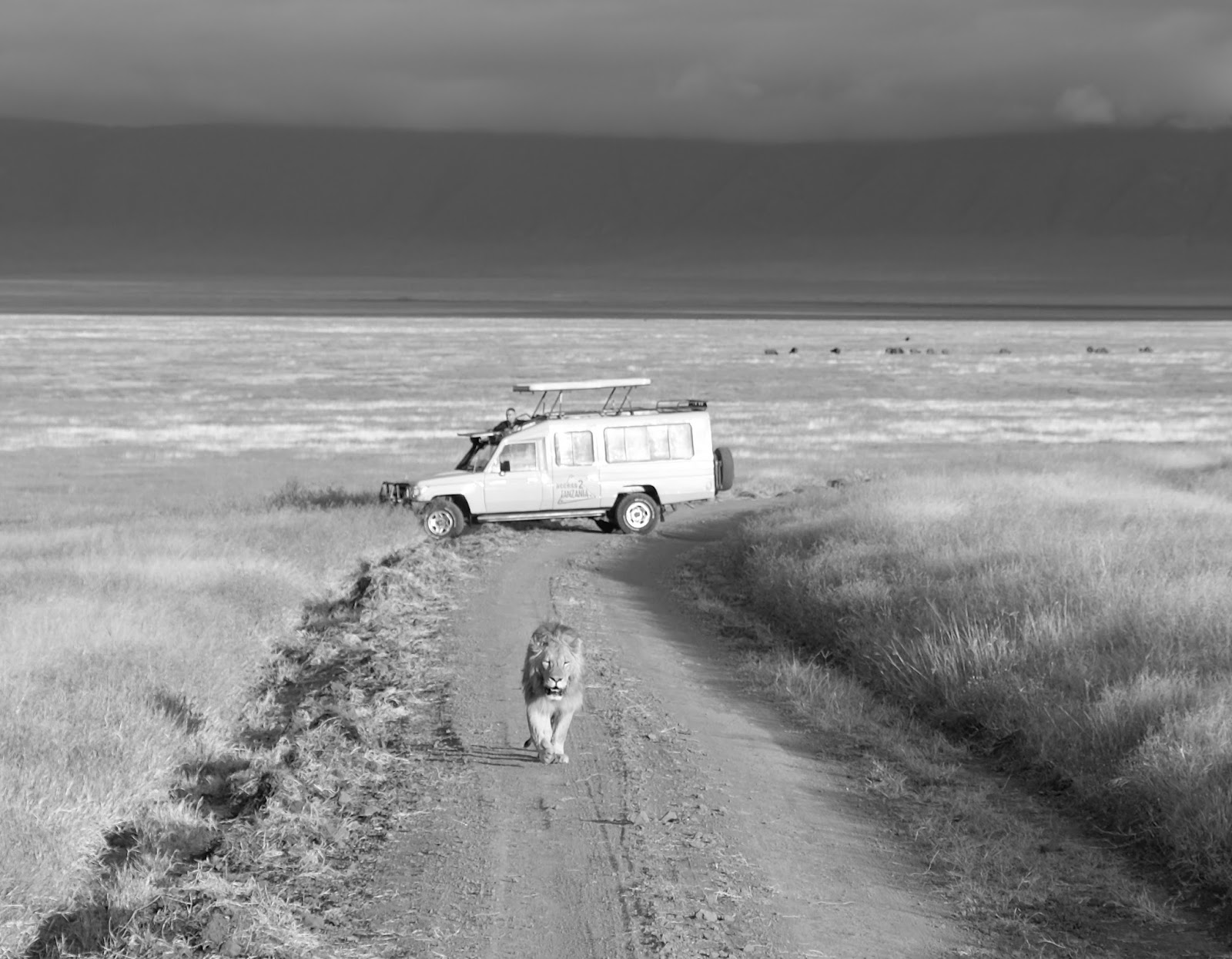 Lion B2526W Ngorongoro