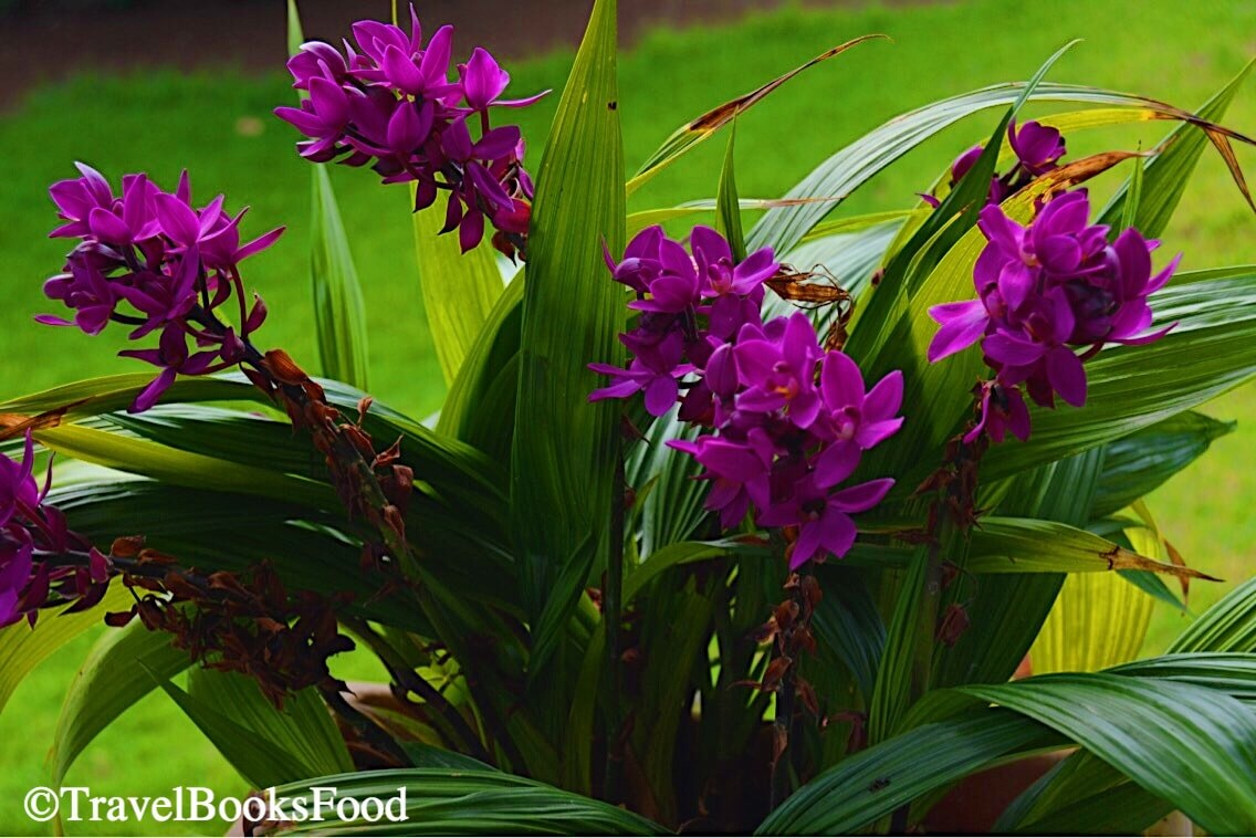 A picture of some unique purple colored flowers in Ooty, India