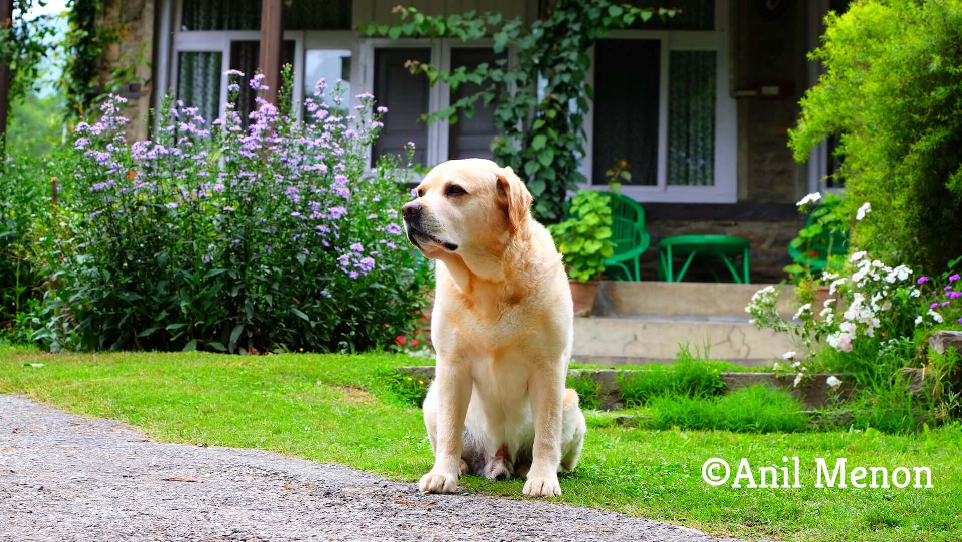Picture of a friendly Labrador sitting in the middle of a gorgeous garden