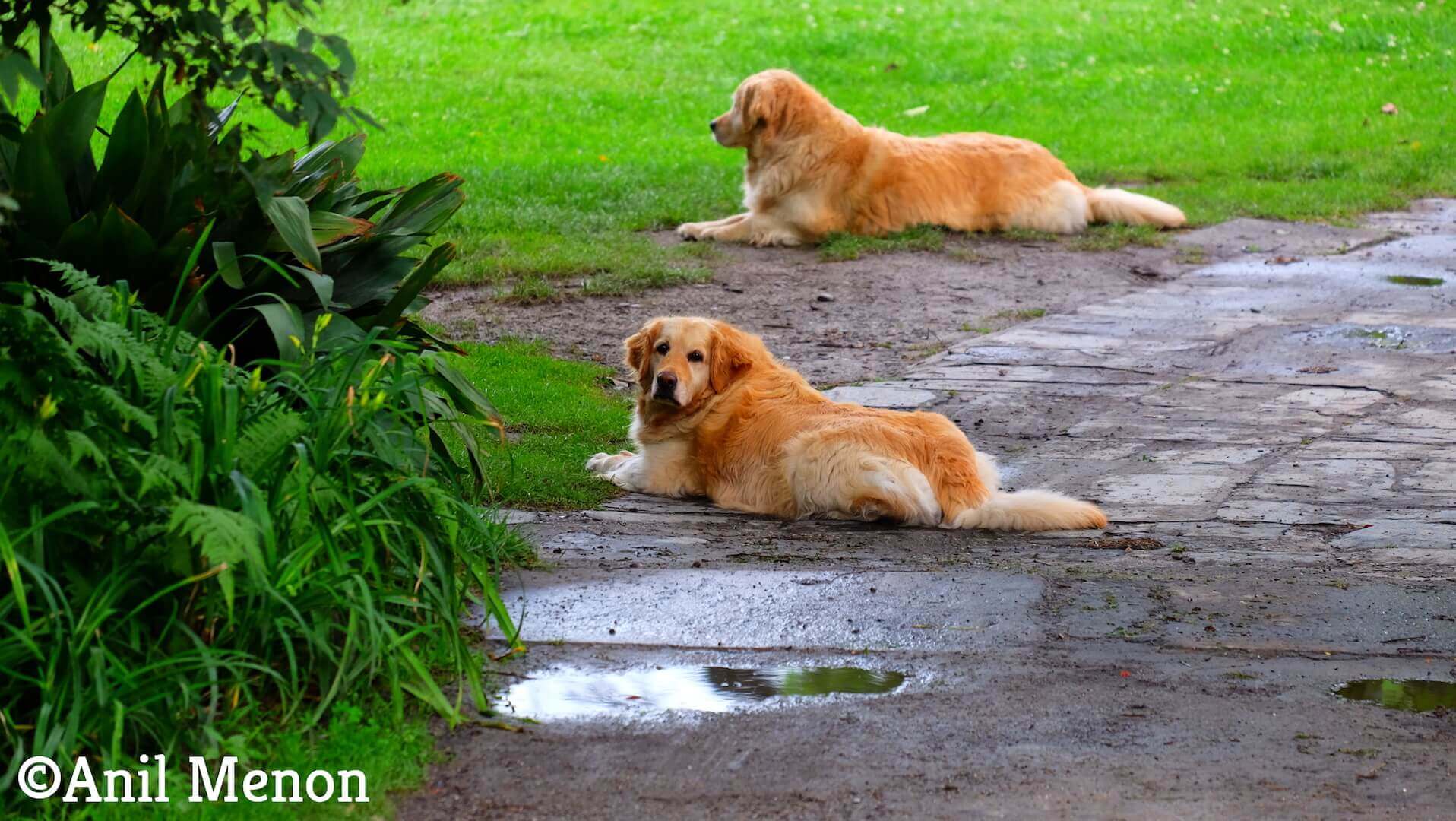 A picture of two dogs, one staring into the camera while the other stares somewhere else