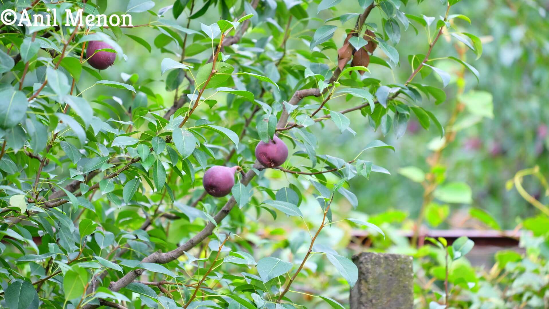 Peach Orchards in Manali, India