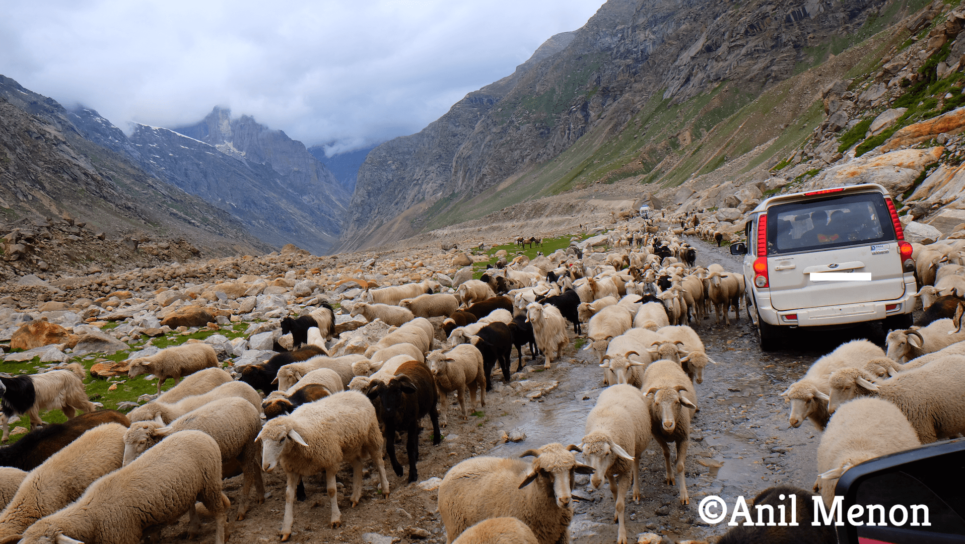 Sheep obstructing cars in the middle of nowhere in the Himalayas in India