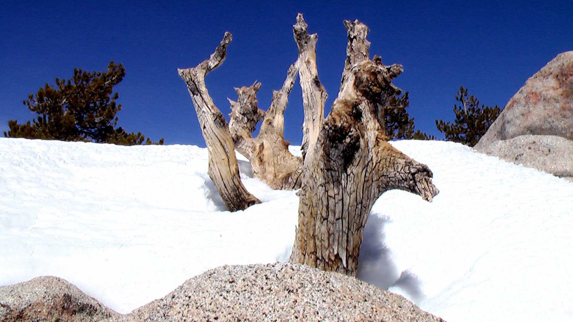 A tree stub surrounded by lots of snow in Palm Springs, California