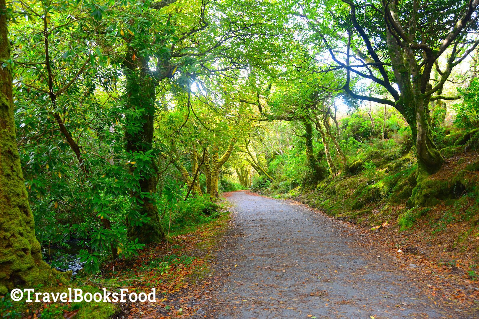 A tropical paradise in Kells, Ireland. Lots of trees surrounding an isolated path