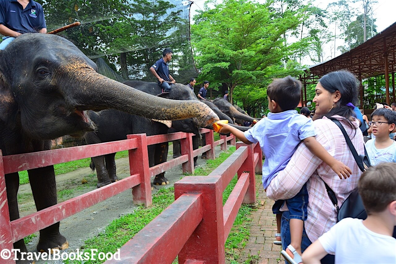 A group of elephants being fed by visitors at Kuala Gandah elephant sanctuary