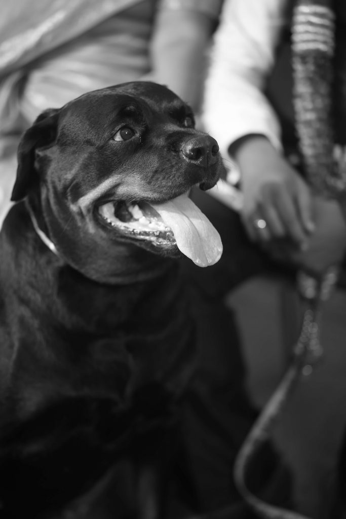 Our Pet Rottweiler Beauty who passed away in October of 2019