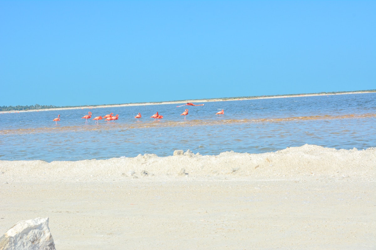 Las Coloradas Pink Lakes Mexico Yucatan 3