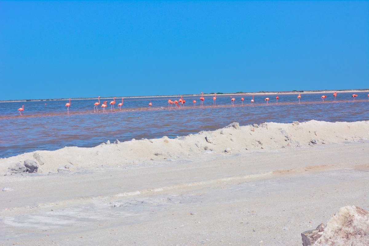 Las Coloradas, Pink lakes of Mexico: Flamingos